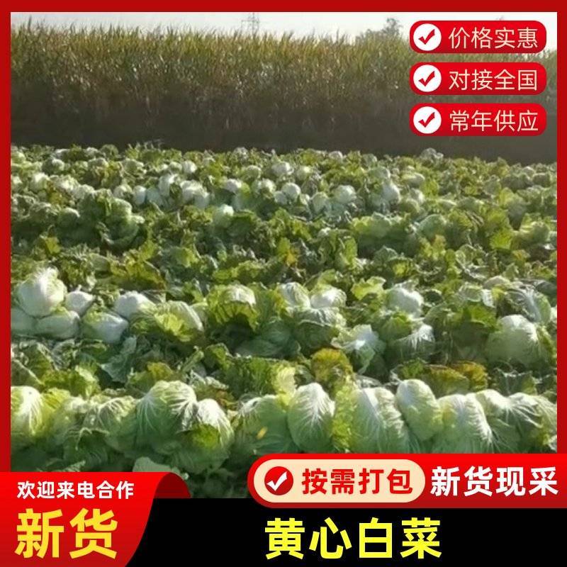 【推荐】黄心白菜大量接单产地直发量大从优欢迎来电