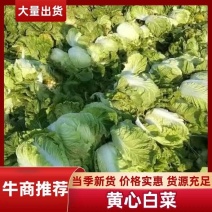 青岛大白菜，北京3号白菜大量接单产地直发量大从优欢迎来电