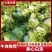 青岛大白菜，北京3号白菜大量接单产地直发量大从优欢迎来电