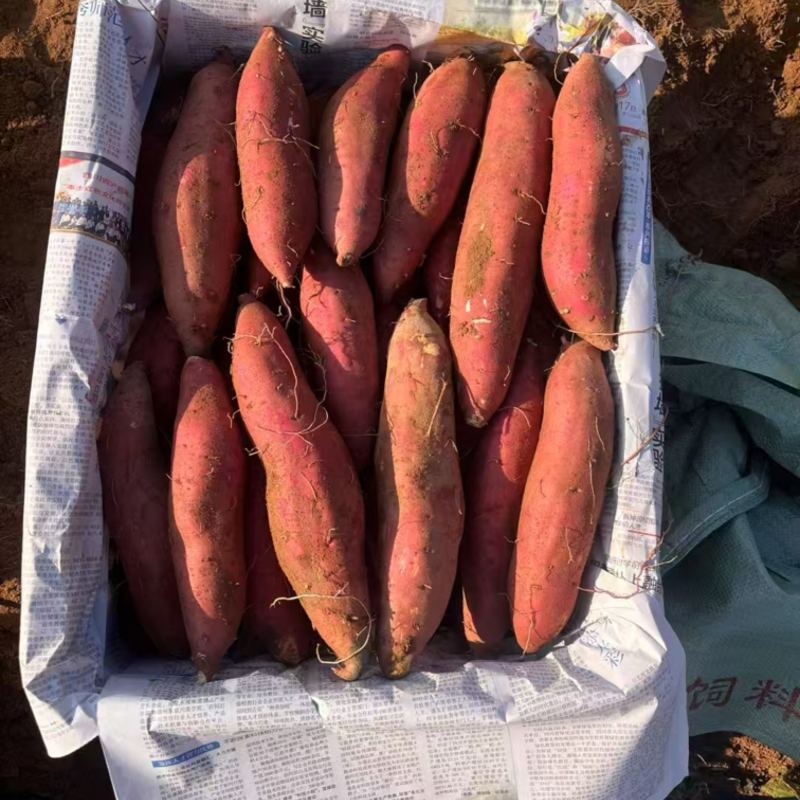 西瓜红红薯大量有货产地直发质量保障价格实惠