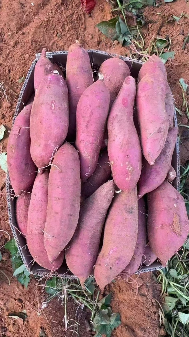 西瓜红红薯大量有货产地直发质量保障价格实惠