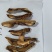 【源头实力厂家】云南高山特级黄牛肝菌干片无硫熏干净少沙