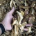 【源头实力厂家】云南高山特级黄牛肝菌干片无硫熏干净少沙