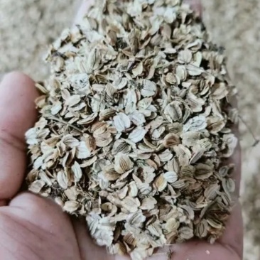 白芷种子
