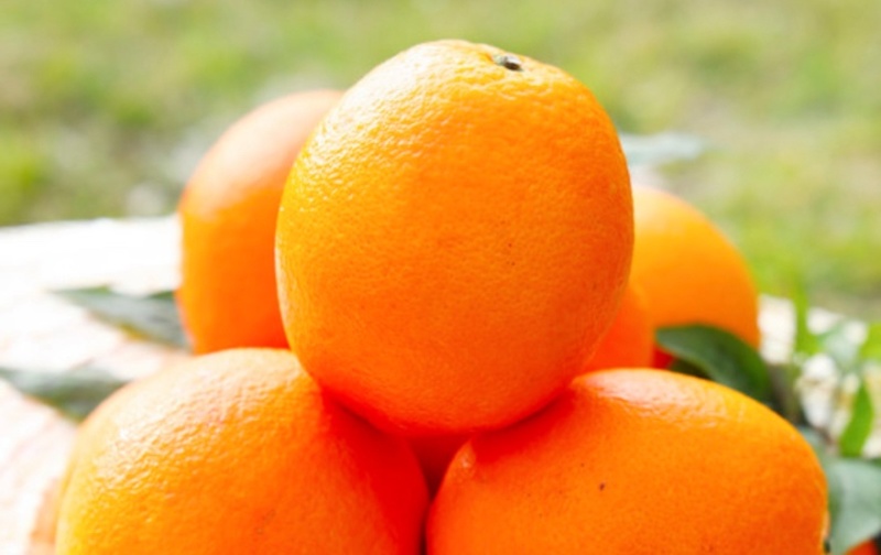 【实力推荐】重庆脐橙橙子🍊产地直销量大从优可视频看货