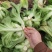 芥菜大量有货基地直供品质优可对接市场商超欢迎咨询来电