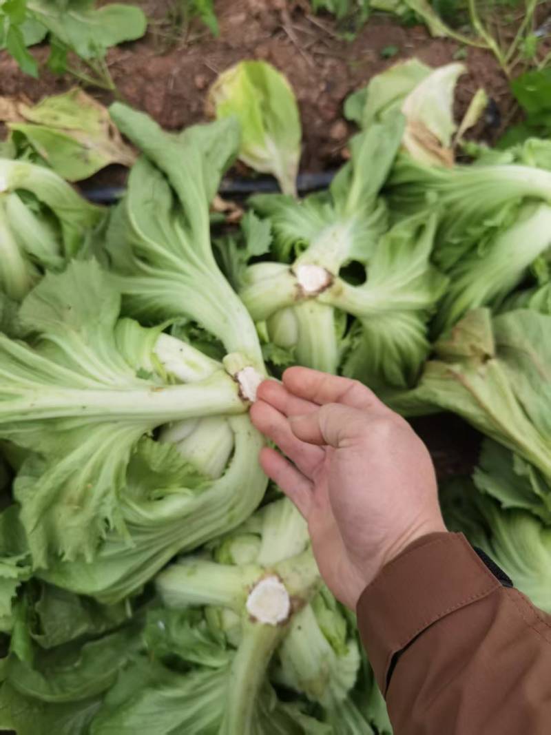 芥菜大量有货基地直供品质优可对接市场商超欢迎咨询来电