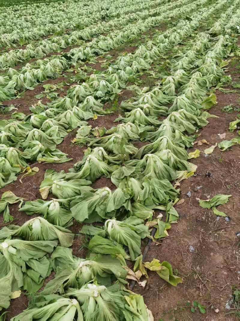 芥菜大量有货基地直供品质优可对接市场商超欢迎咨询来电