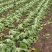 芥菜大量有货基地直供品质优可对接市场商超欢迎咨询来电