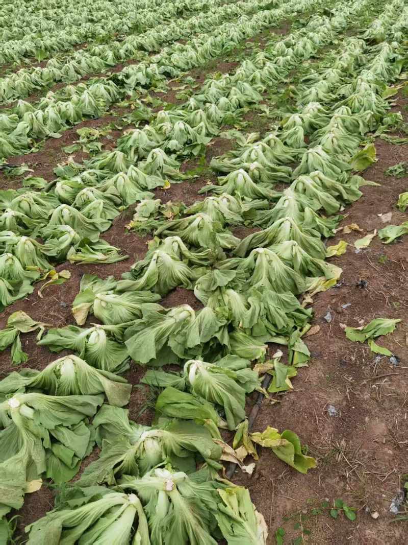 芥菜大量有货基地直供品质优可对接市场商超欢迎咨询来电