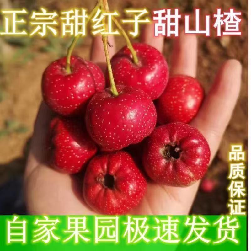山东甜红子山楂产地直发对接电商团购炒货店批发市场大量发货