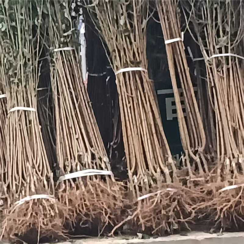蜂糖李苖品质保证服务周到产地直供价格美丽欢迎咨询