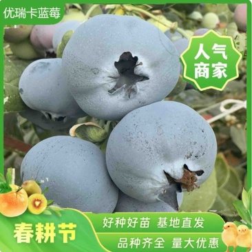 云南蓝莓优瑞卡L25蓝莓产地直发一手货源保量欢迎联系
