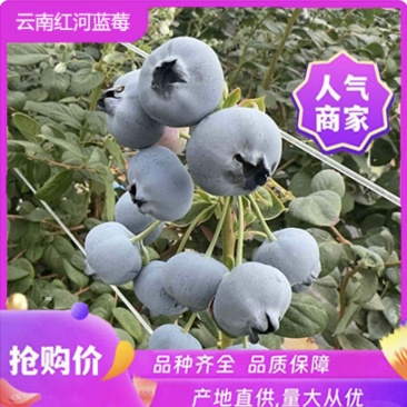 红河蓝莓！高原现果蓝莓基地对接档口商超一件代发