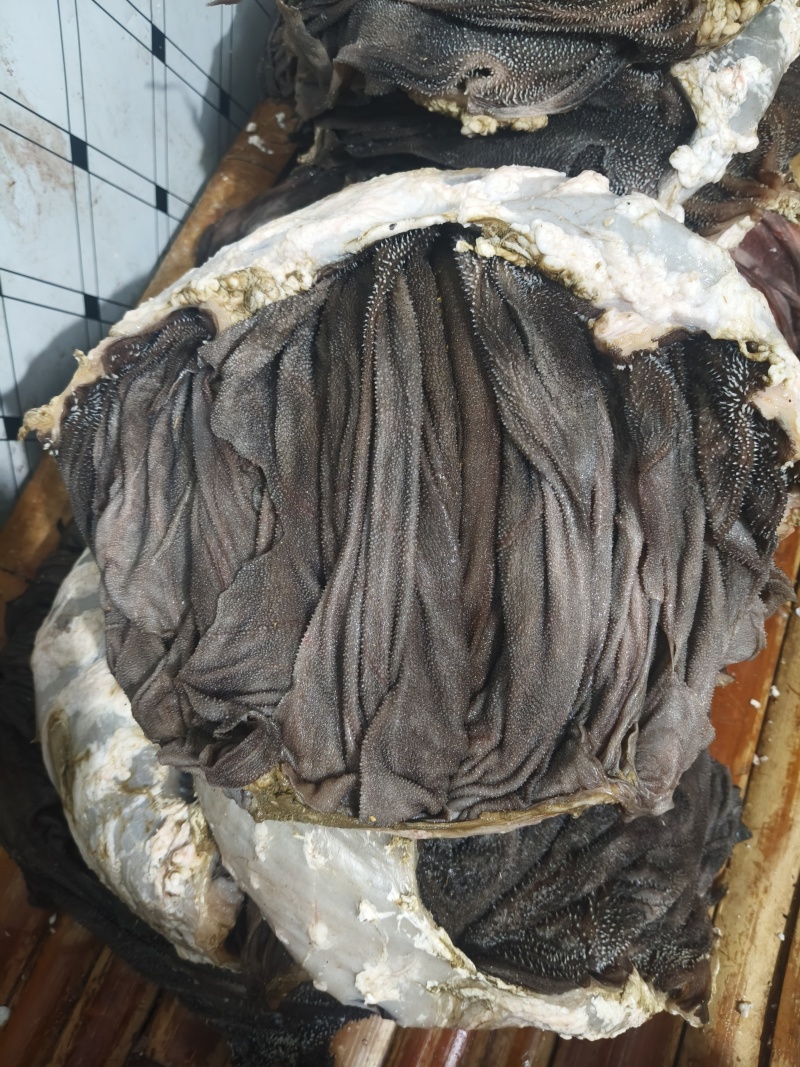 现宰鲜百叶，精修去油，大叶片，不掉毛，长期有货，诚信第一