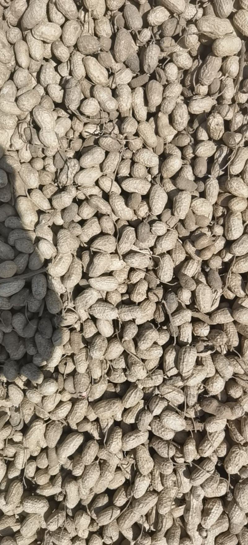 辽宁辽阳308，花生质量好角白角大大小均匀