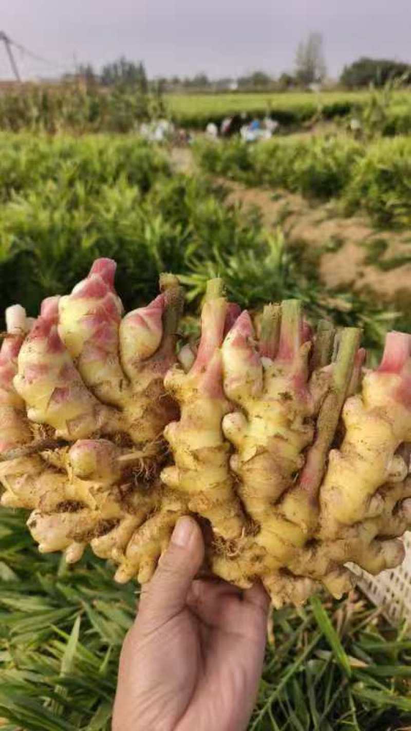 山东生姜产地，鲜姜大量上市，代收/代存品质保证，市场，商