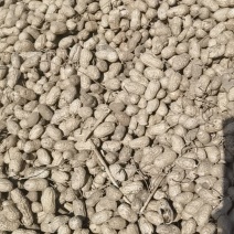 辽宁辽阳308，花生质量好角白角大大小均匀