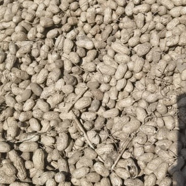 辽宁辽阳308，花生质量好角白角大大小均匀