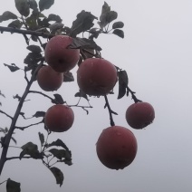 光果，高次果