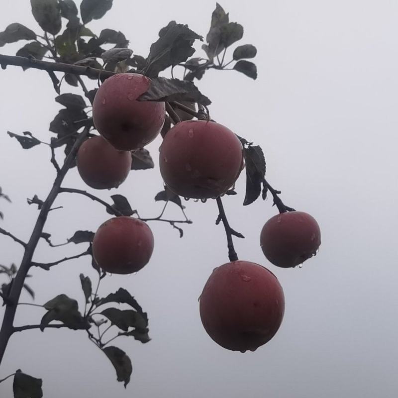 光果，高次果
