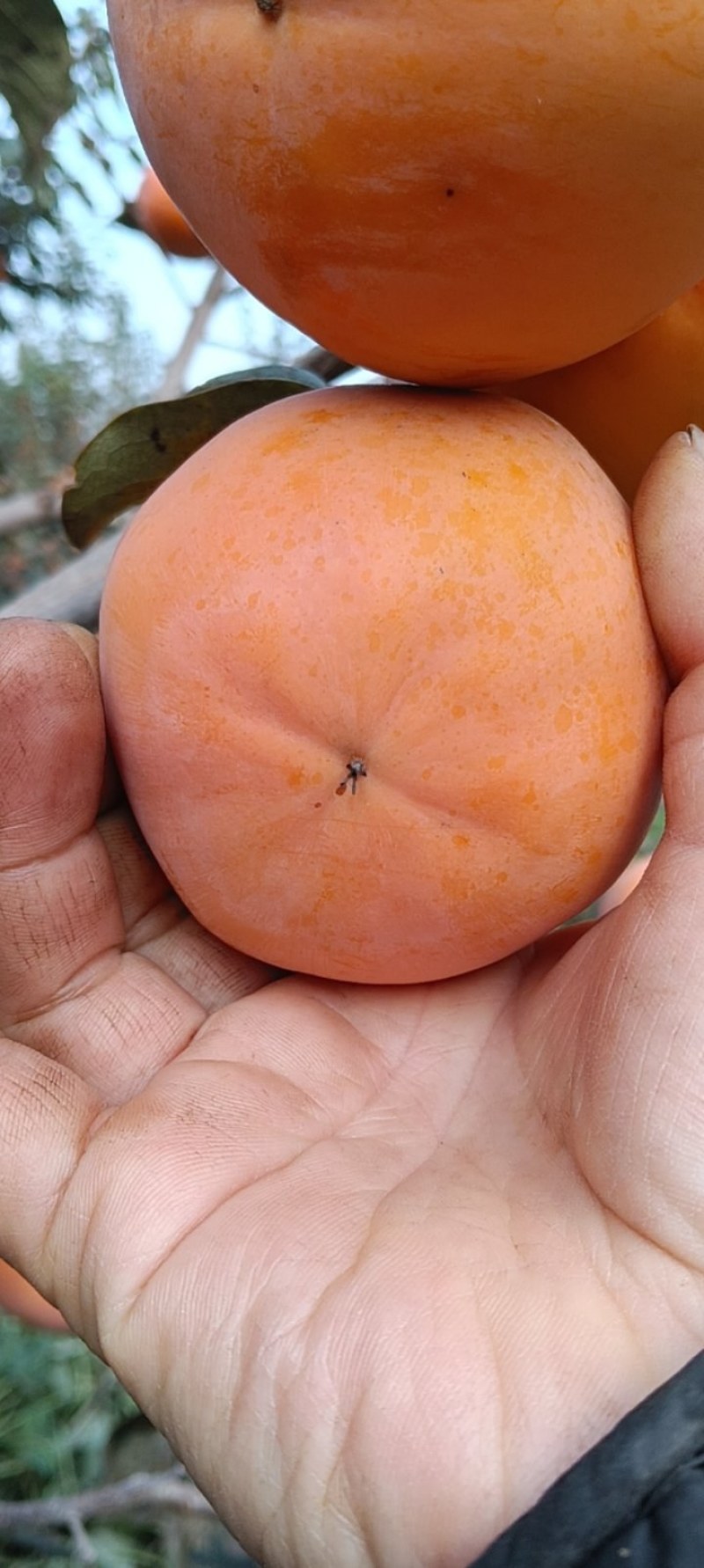 河南兰考脆甜柿子