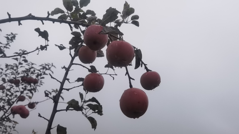光果，高次果