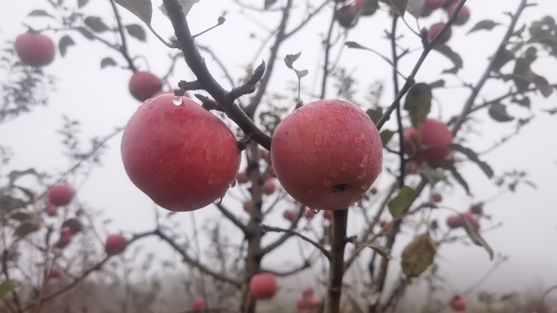 光果，高次果