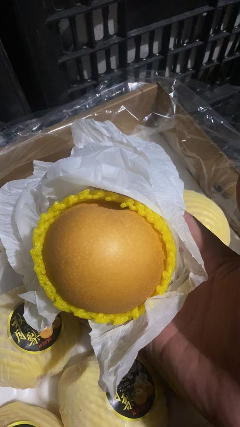 【实力】秋月梨大量批发，口感好，果型好，价格便宜