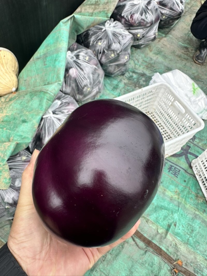 紫光圆茄