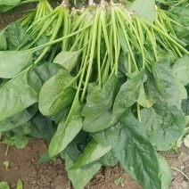 菠菜
