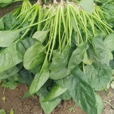 菠菜