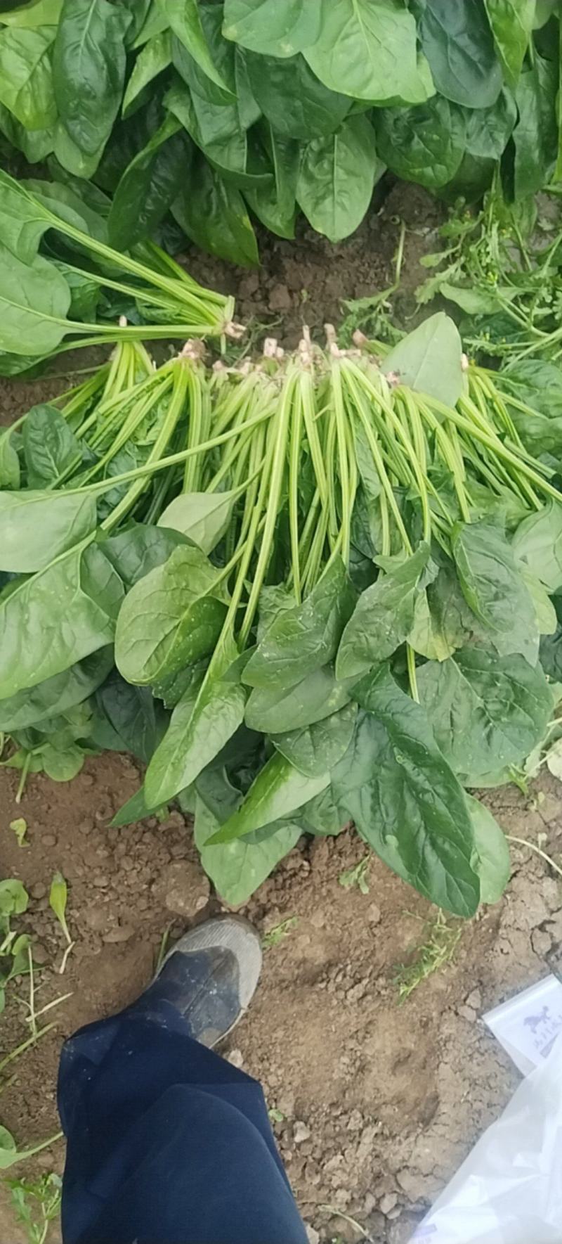 菠菜