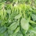 菠菜