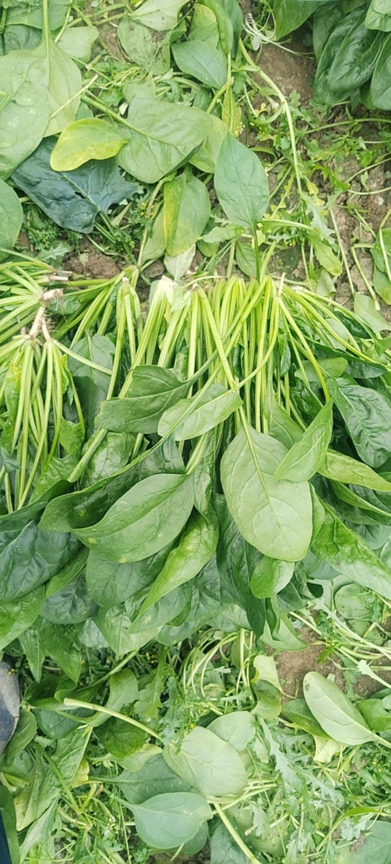 菠菜