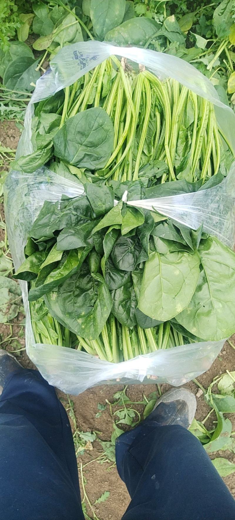 菠菜