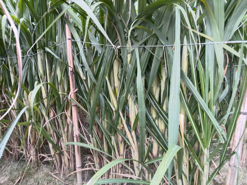 广西黄金甘蔗种梗苗
