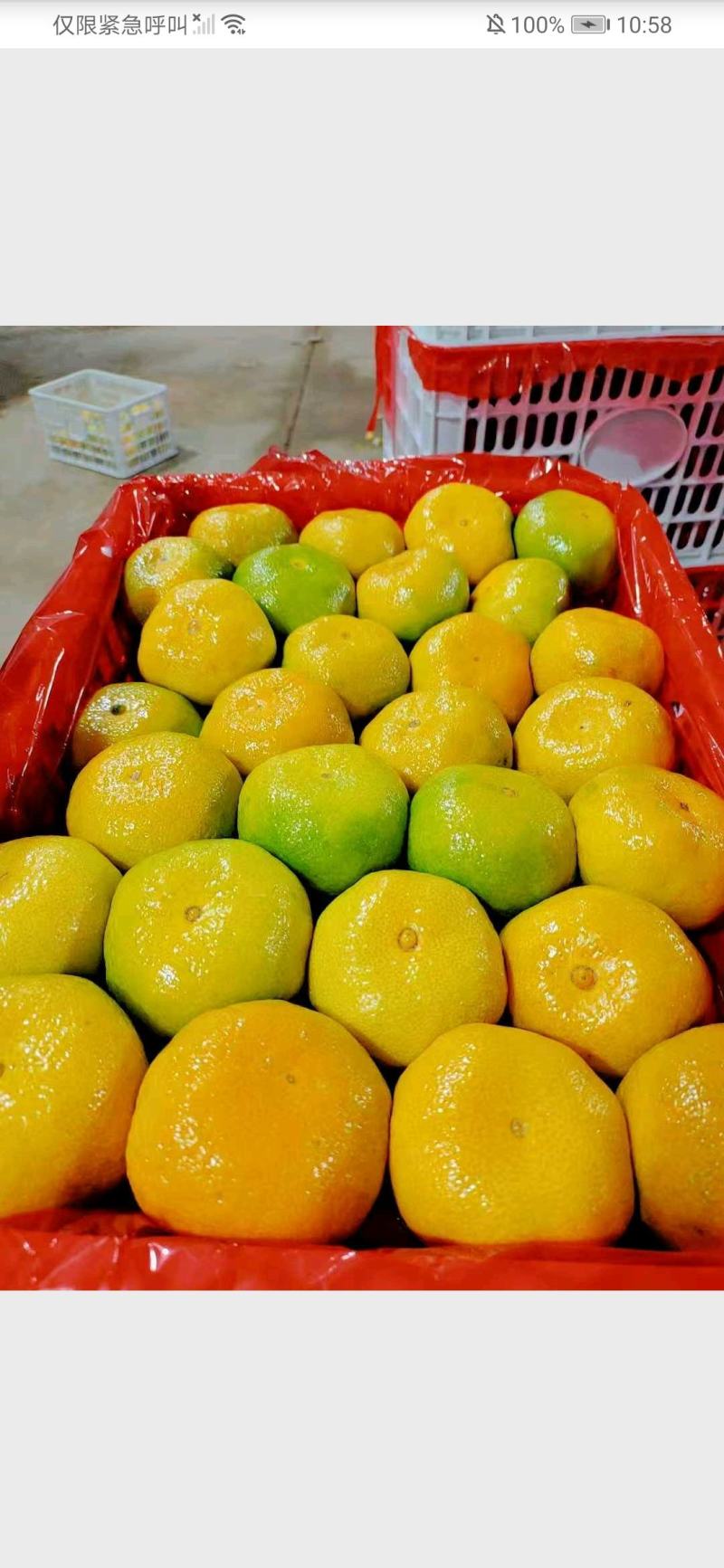 四川精品蜜橘产地一手货源量大价优全国发货欢迎随时联系