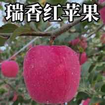 陕西延安延长瑞香红苹果