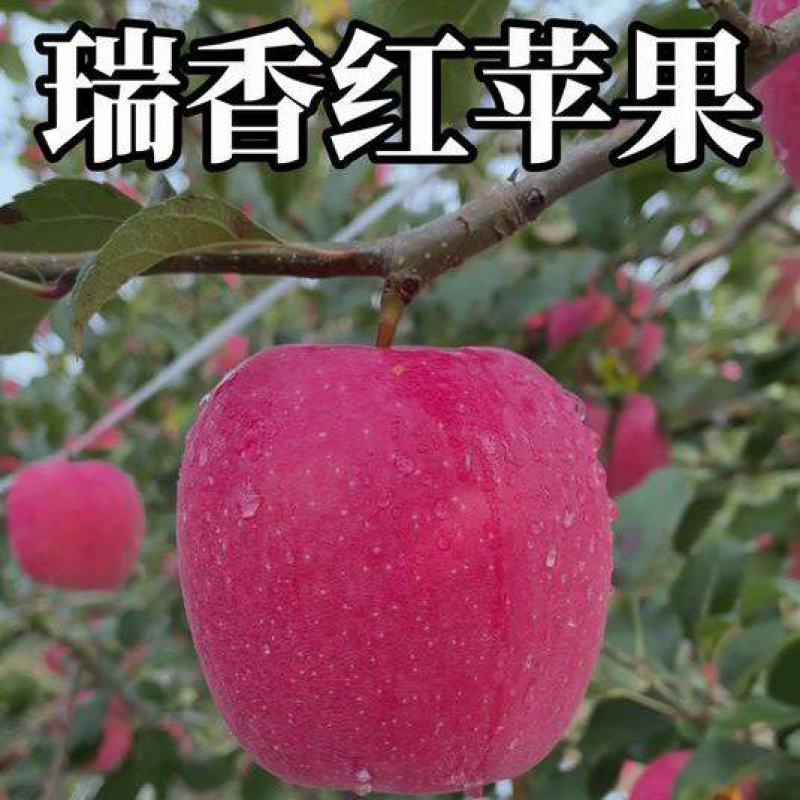 陕西延安延长瑞香红苹果