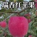 陕西延安延长瑞香红苹果