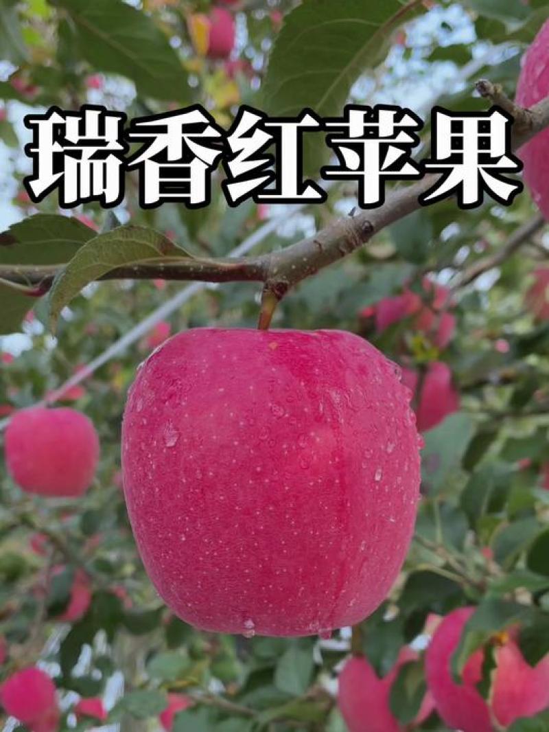 陕西延安延长瑞香红苹果