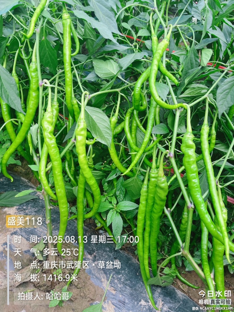 🔥厂家直发基地专用线椒软皮椒口感辣椒