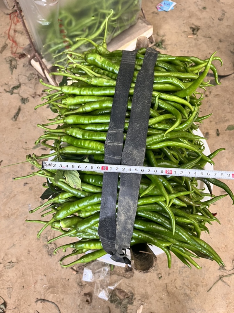 🔥厂家直发基地专用线椒软皮椒口感辣椒