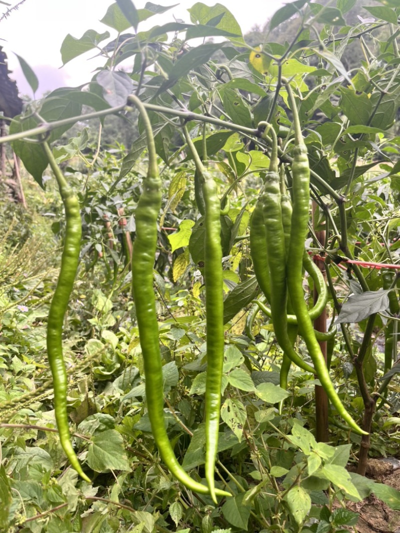 🔥厂家直发基地专用线椒软皮椒口感辣椒