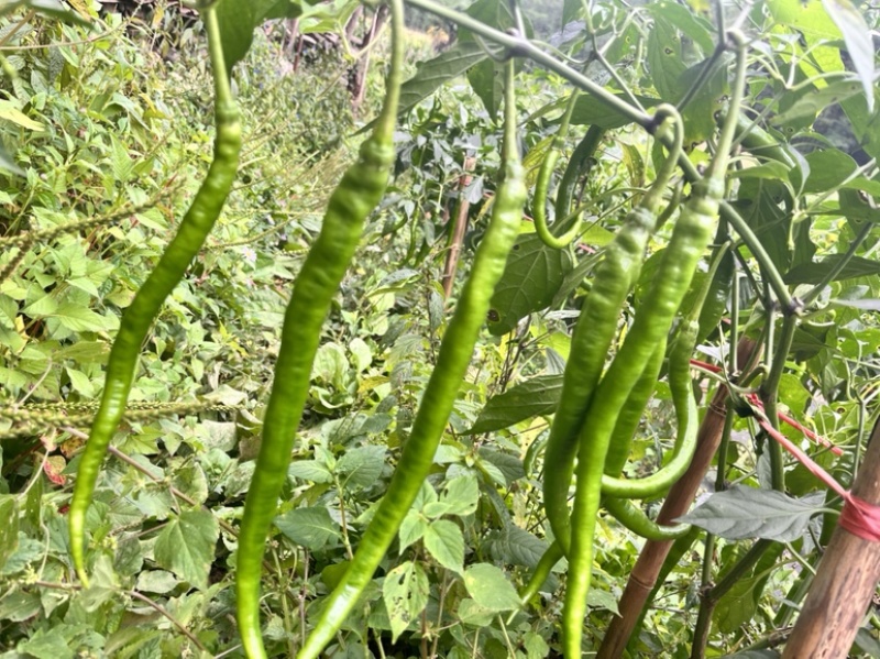 🔥厂家直发基地专用线椒软皮椒口感辣椒