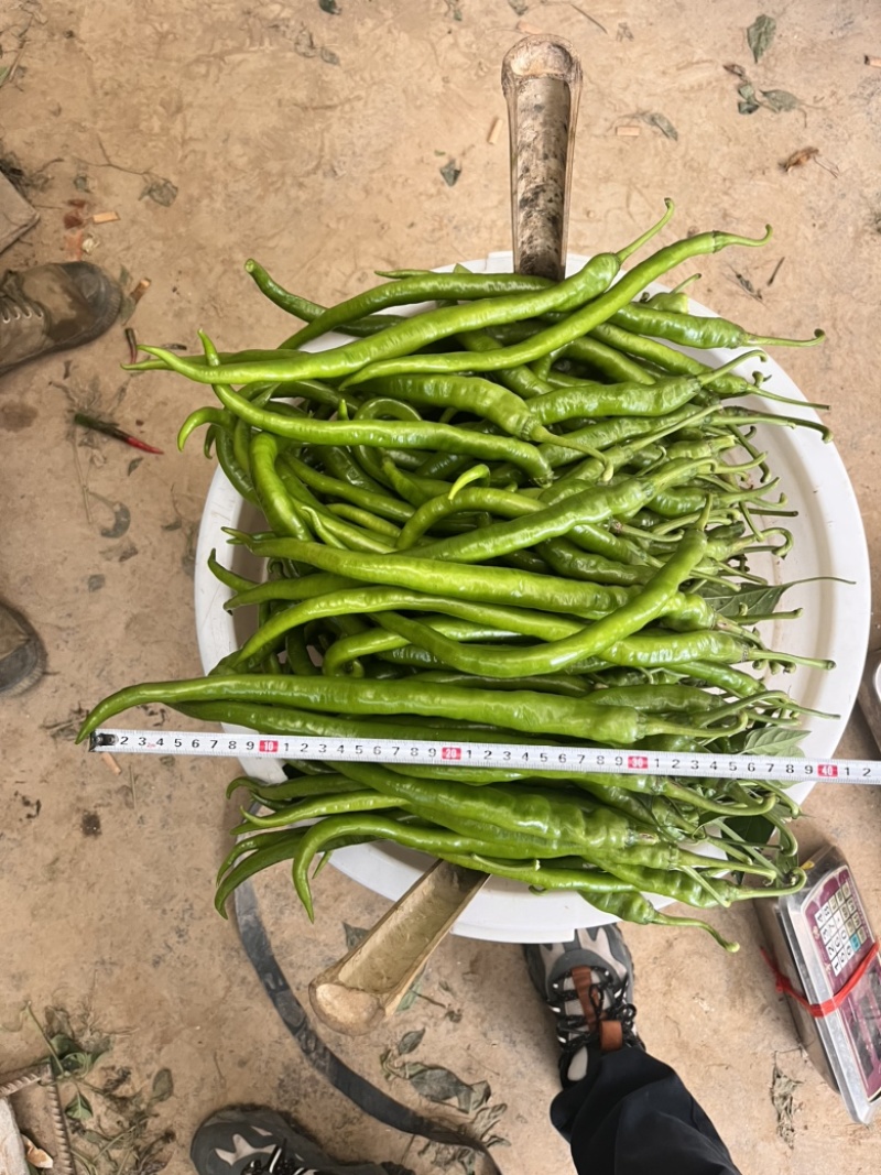 🔥厂家直发基地专用线椒软皮椒口感辣椒