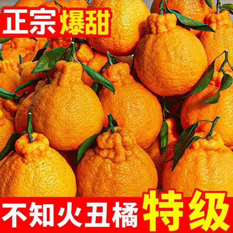 现摘丑橘蜜橘支持全网一件代发，接社区团购