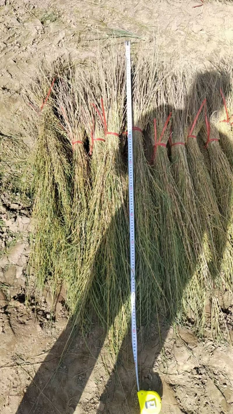 梭梭苗.治沙