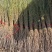 梭梭苗.治沙